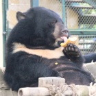 #moonbearmonday Faith’s ever-changing foods