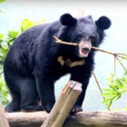 #moonbearmonday: Rescued Fynn reaches for the sky