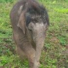 Orphaned elephant loves his new sandpit and swimming pool