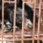 How bear bile farms leave their victims broken and blind