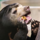 Behind the scenes at the sanctuary ending bear bile farming in Vietnam