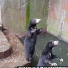 Sun bears 