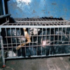 Moon bears are world’s most exploited bear