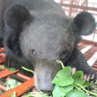 New lives begin for bears Dung and James