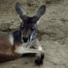 Kangaroo stoned to death in Chinese zoo must be a wake up call for the industry