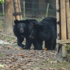 Katie and Mac - moon bears who met through bars