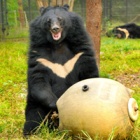 Their job is to make 378 rescued bears happy – here’s how they do it