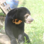 Poachers left this sun bear orphaned and alone – now heroes have rebuilt her life