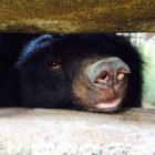 Meet Coco and Yogi - the Ben Tre bears