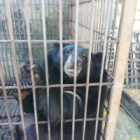 TIMELINE: #MoonBearMountainRescue – Happening now!