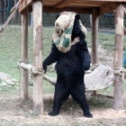 #Moonbearmonday - The bear behind the mask