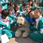 Children in China learn to love dogs