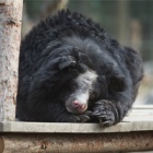 #moonbearmonday : Vets clear Quantock for wrestling return