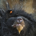 Manuka: Shaking off the bile farm