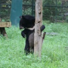 Are the moon bears going bald?