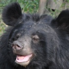 #moonbearmonday: What's got Ginny Grinning