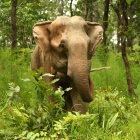 VIDEO: Less than a year on, elephants freed from tourist rides are the “healthiest elephants in Vietnam”