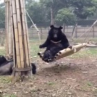 #moonbearmonday : Kainara swings, Dick doesn't