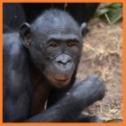 One Life: Bonobos