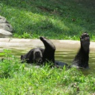 Moon Bear Monday: Birgit enjoys the easy life