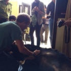 Drama for Animals Asia vets during rescue in Phan Tiet