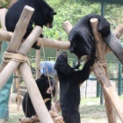 A sanctuary meeting of moon bear groups