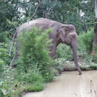 No more rides: Vietnam’s first ethical elephant tours begin