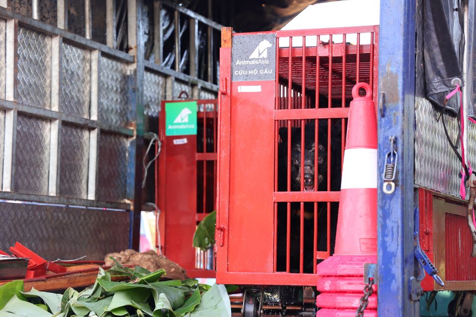 rescue bear in transport cage, truck on the way to rescue