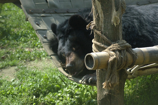 happy bear 1