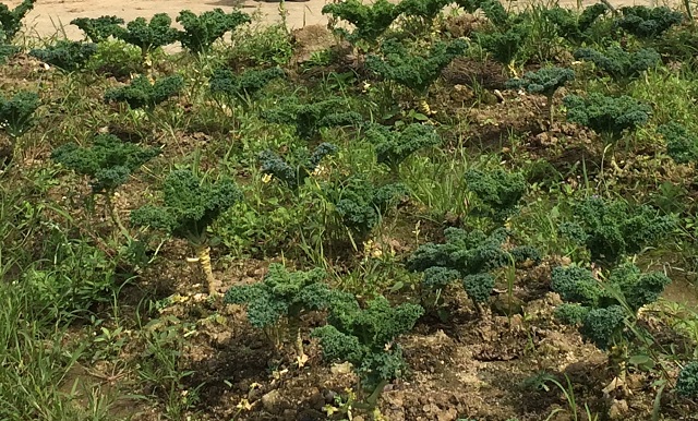 KALE