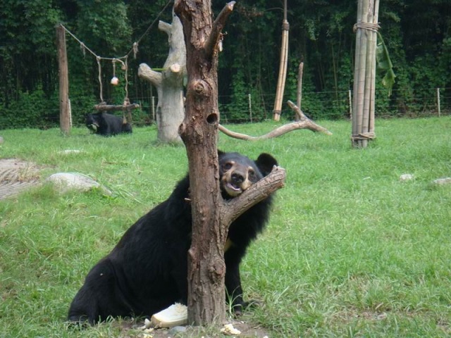 jasper tree