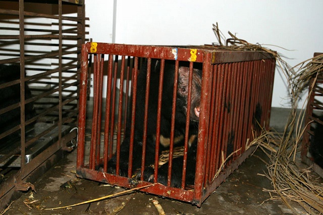 Quantock before - transport cage