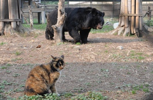 cat and bear