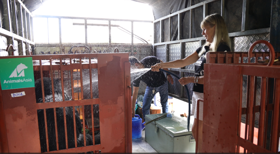 rescued bear getting a shower - AAF 