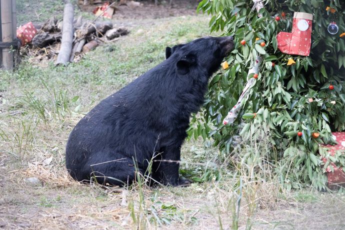 bear with christmas tree