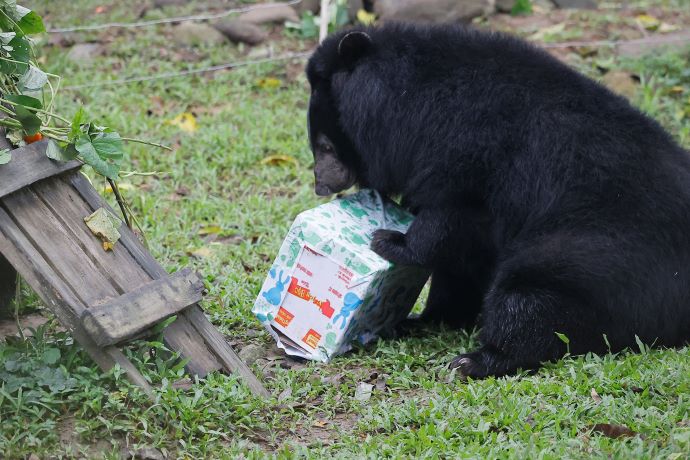 bear and gift box