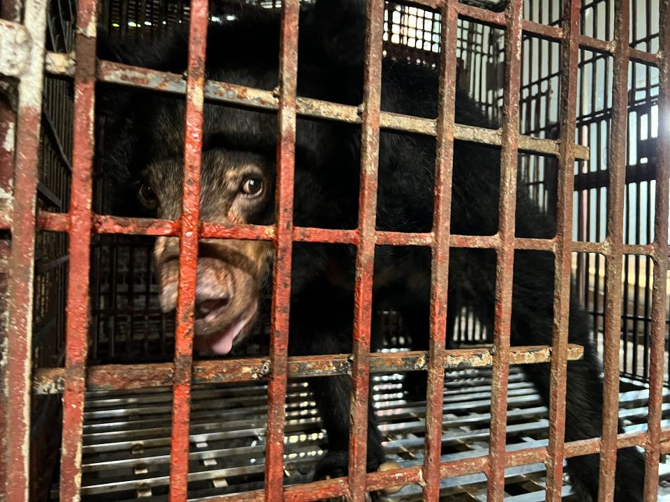 Kindness bear in cage