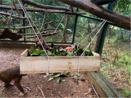 rescue centre enclosure enrichment