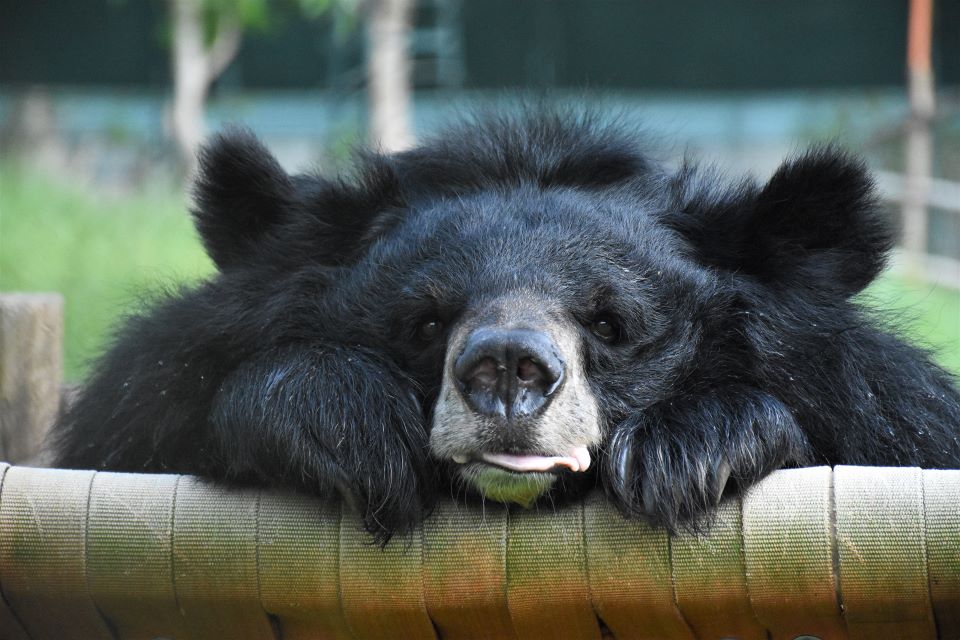 rescued bear_happy bear