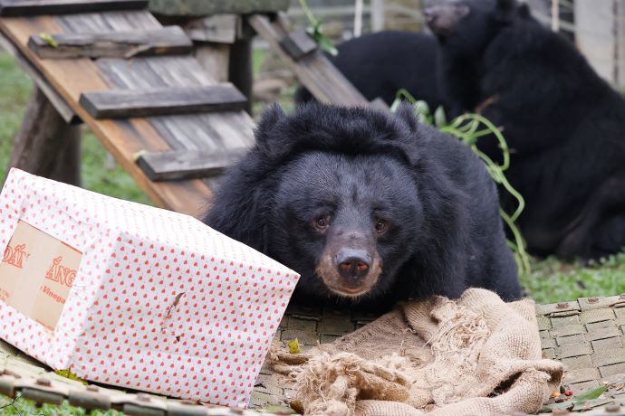 bear and christmas present