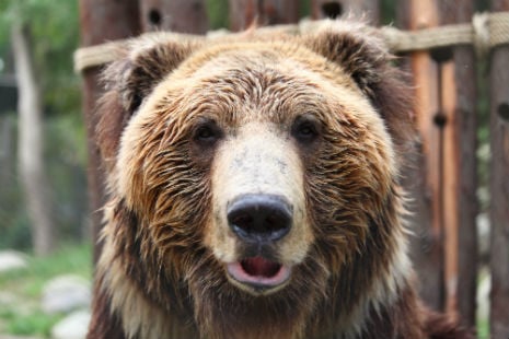 Tibetan brown bear Benji