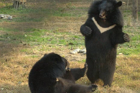 holly and wang cai love playing together