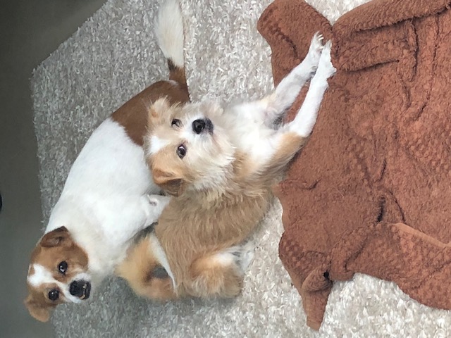 two dogs on floor with blanket