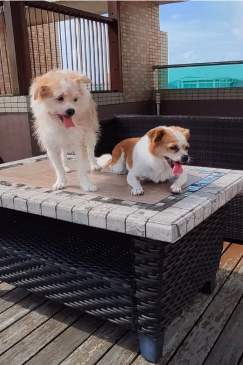 two dogs on table