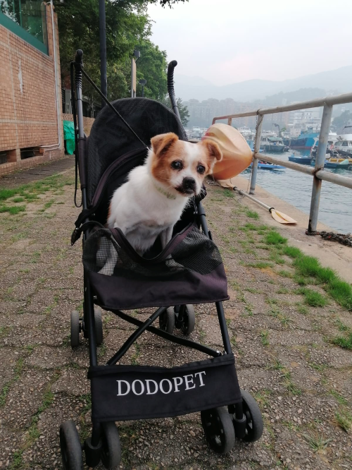 dog in pram