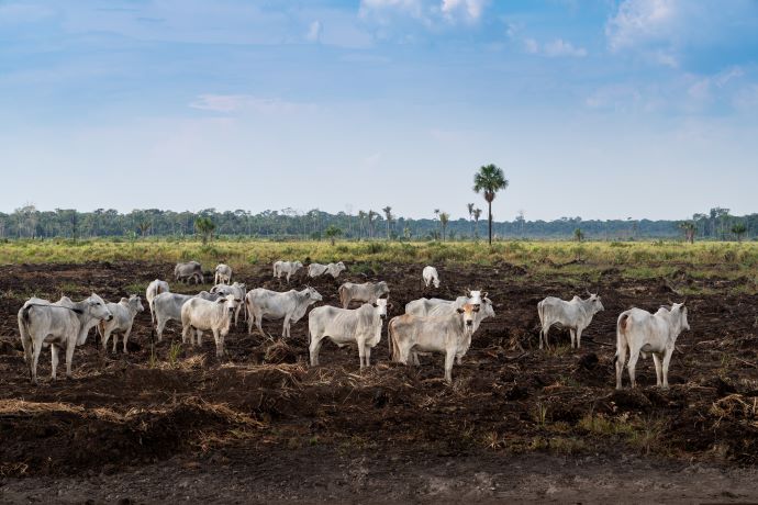 cattle in group, blue sky, pasture