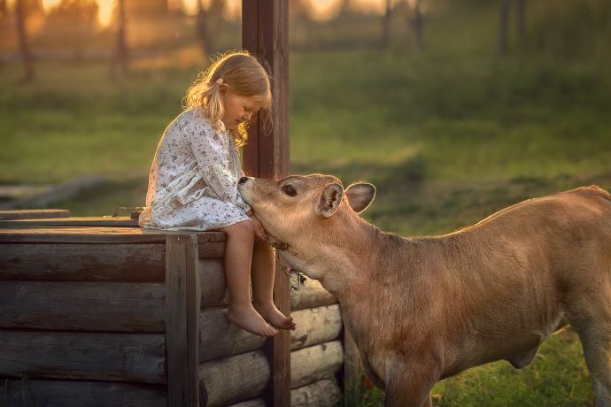 girl on platform engaging with calf