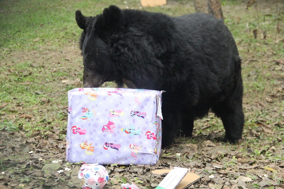 BEAR-PARCEL 2