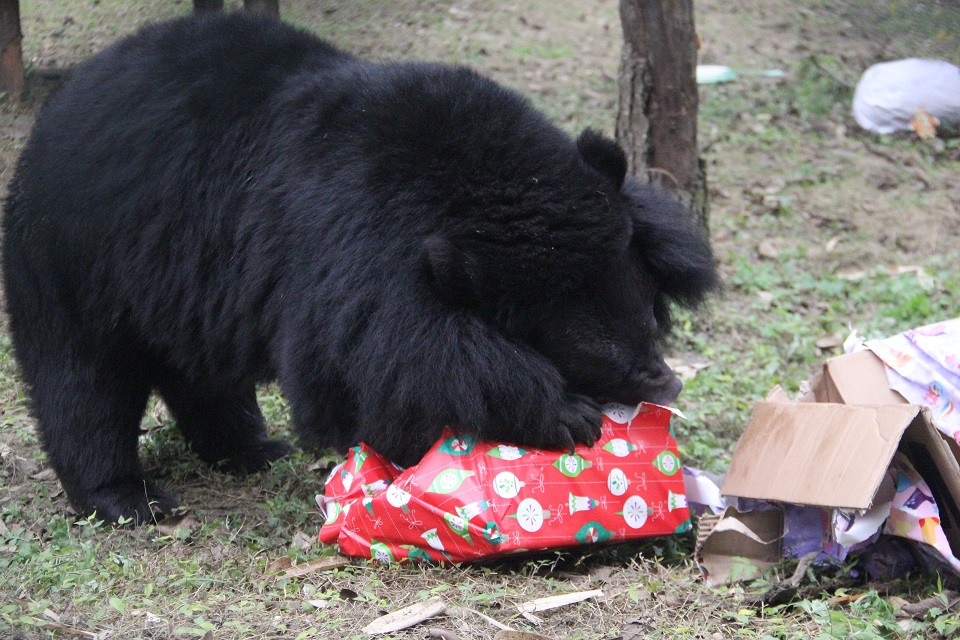 BEAR-PARCEL