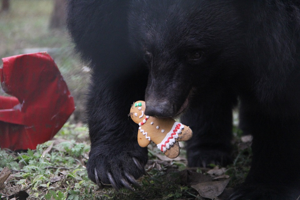 BEAR-GINGERBREAD MAN